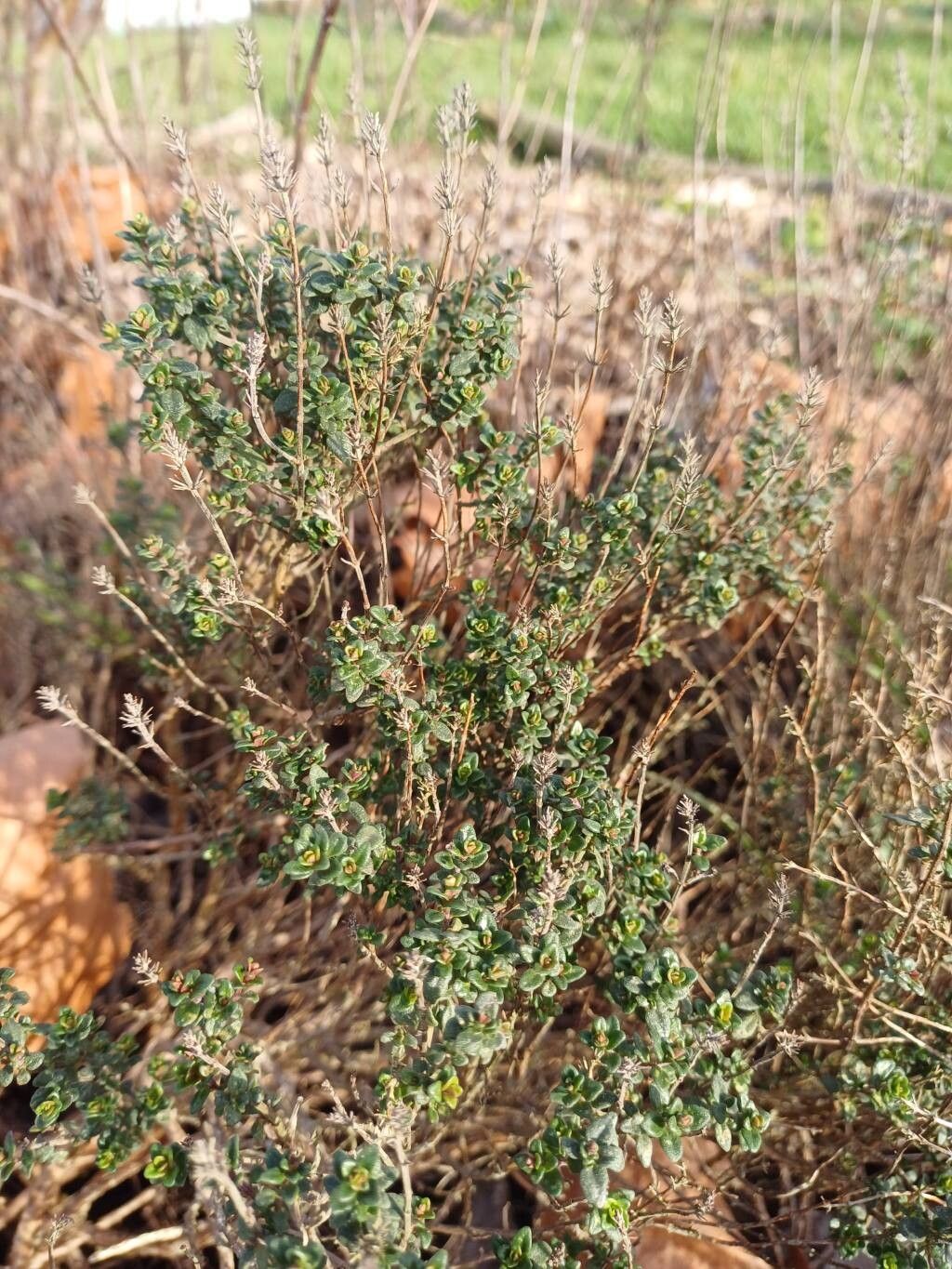 Thymus × citriodorus (Lemon Thyme)