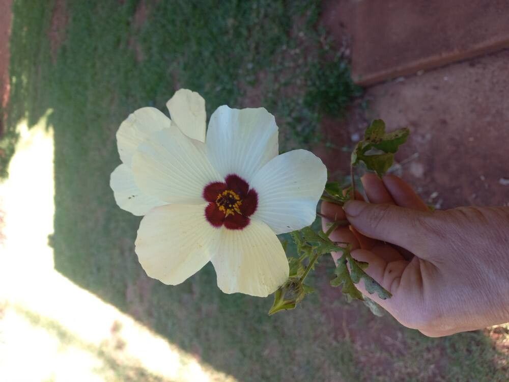 Hibiscus trionum (flower-of-an-hour) (alternate view 12)