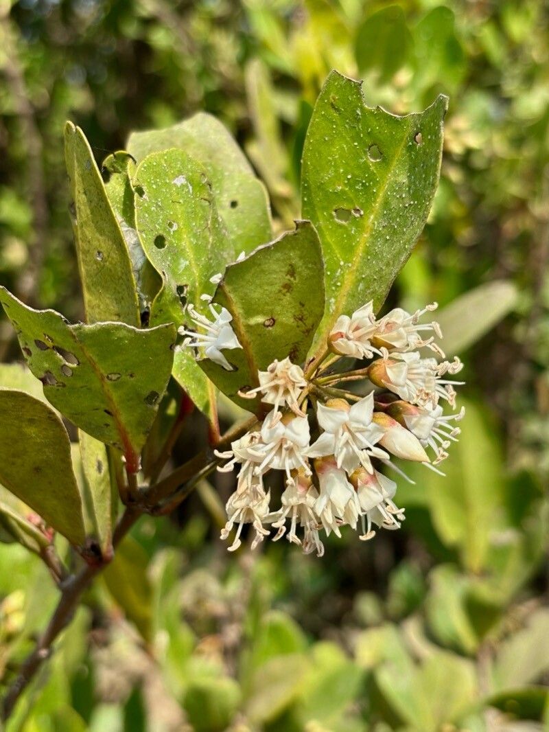 Aegiceras corniculatum (river mangrove) (alternate view 11)
