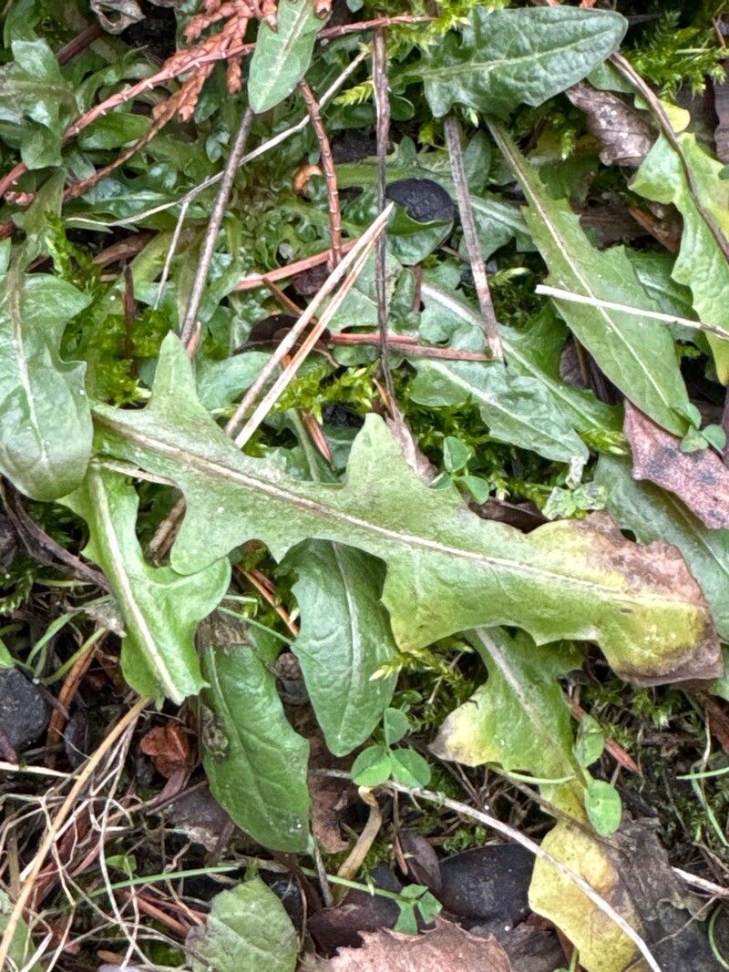 Scorzoneroides autumnalis (Autumn Hawkbit) (alternate view 15)