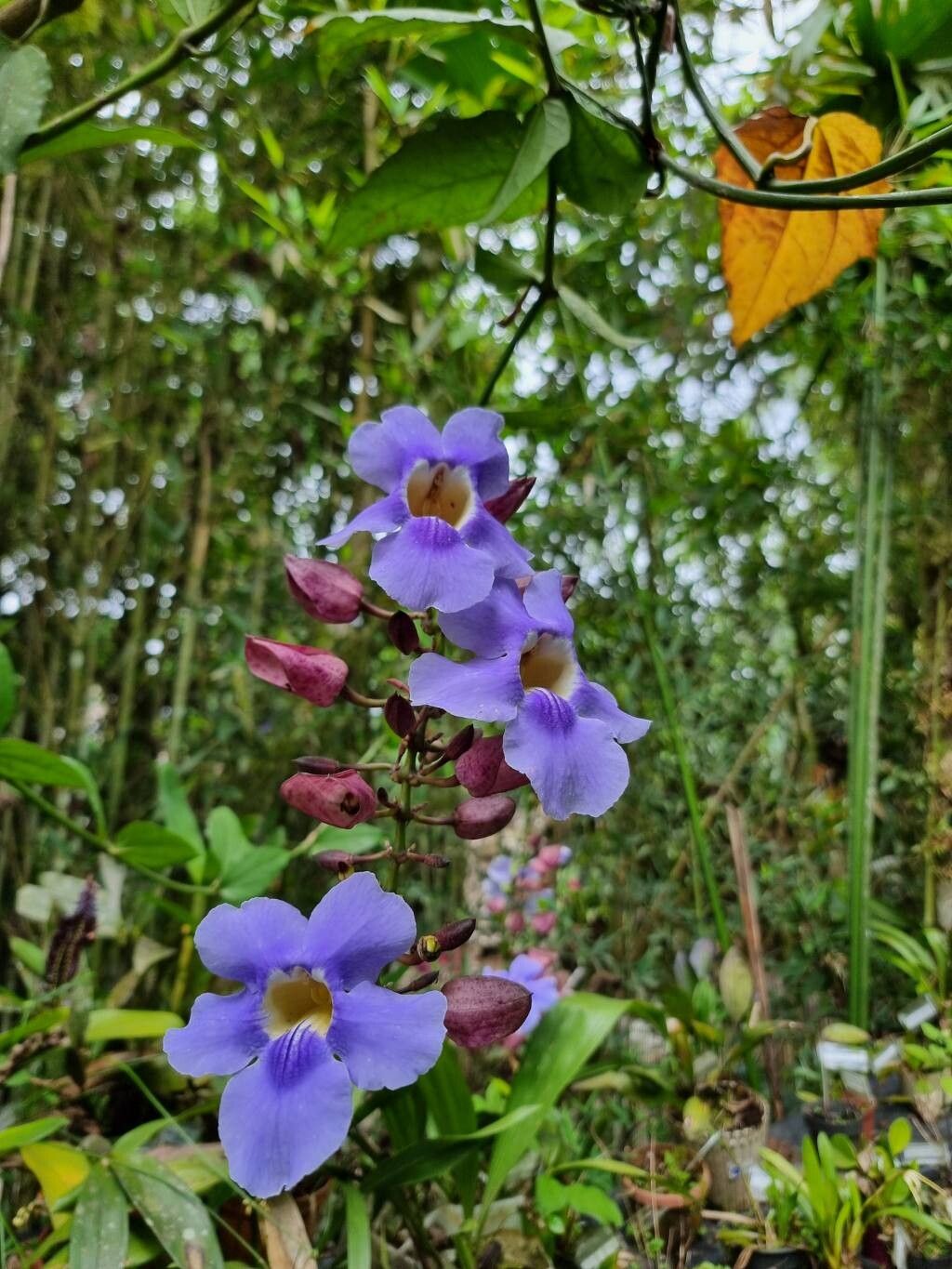 Thunbergia grandiflora (Sky Vine) (alternate view 12)