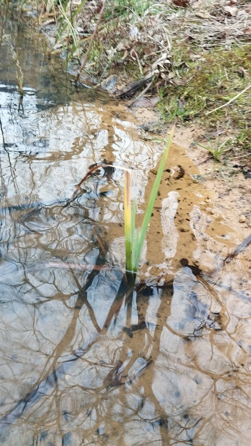 Sparganium erectum (Branched Bur-reed) (alternate view 13)