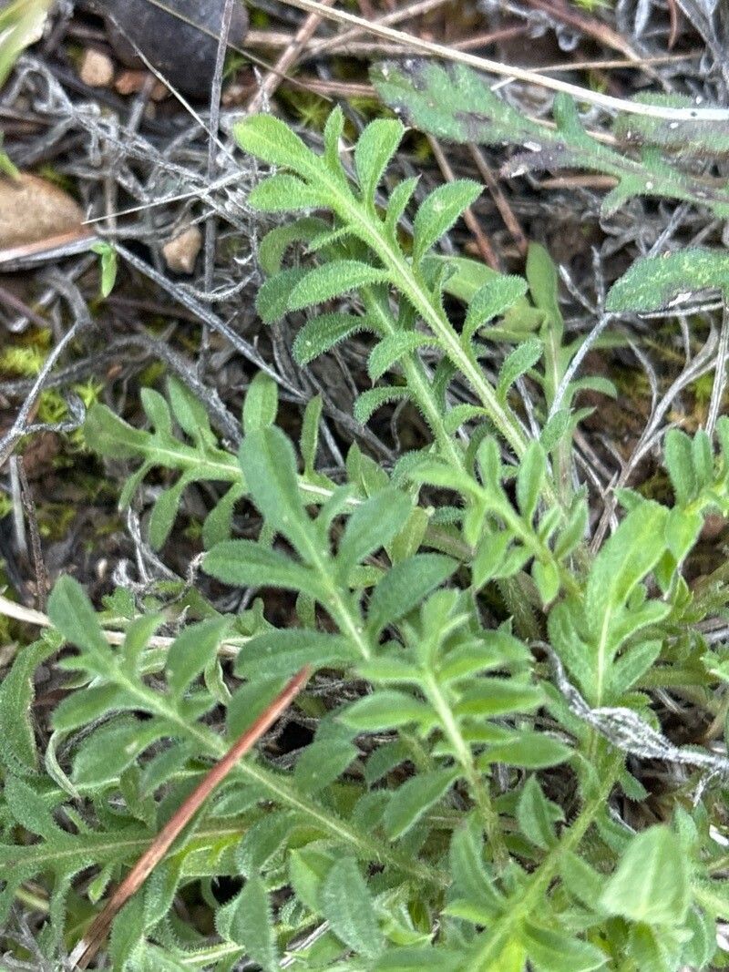 Centaurea diffusa (diffuse knapweed) (alternate view 11)