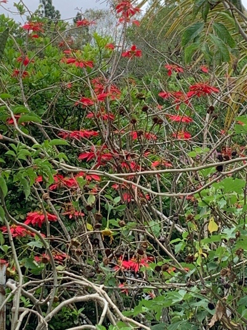 Euphorbia pulcherrima (Poinsettia) (alternate view 11)