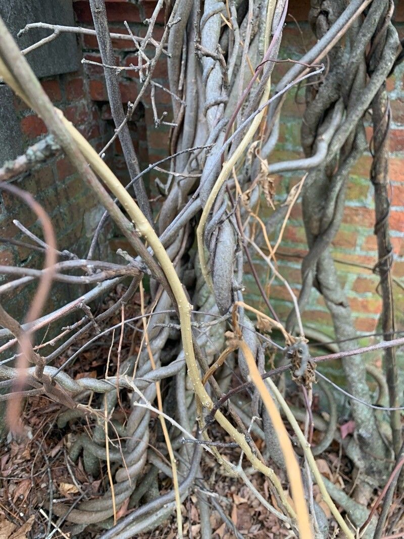 Wisteria (wisterias) (alternate view 2)