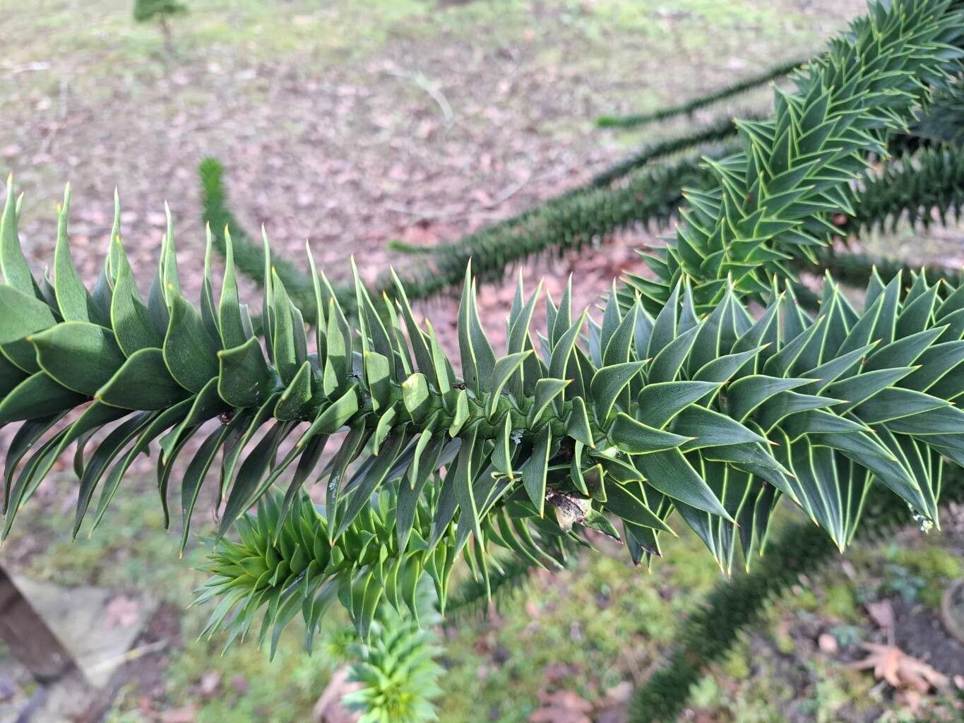 Araucaria araucana (Monkey Puzzle Tree) (alternate view 8)