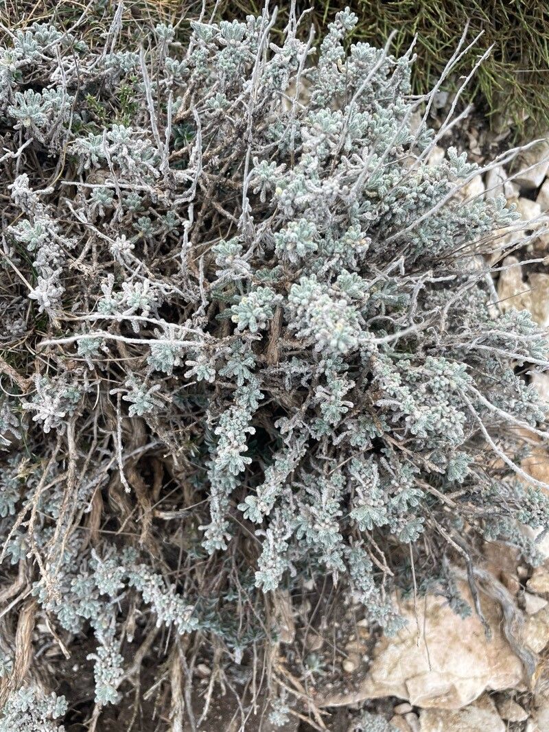 Santolina (Lavender-cottons) (alternate view 4)