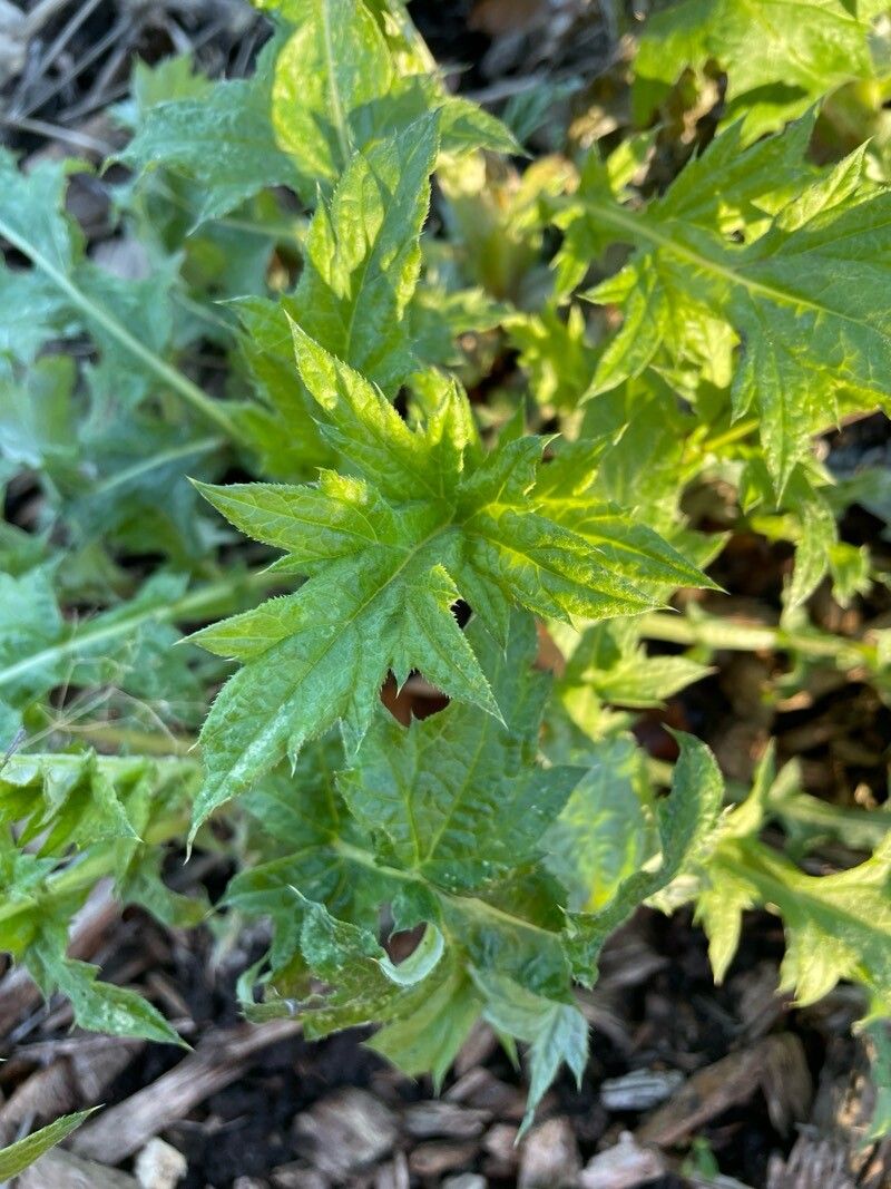 Echinops bannaticus (Blue Globe Thistle) (alternate view 13)