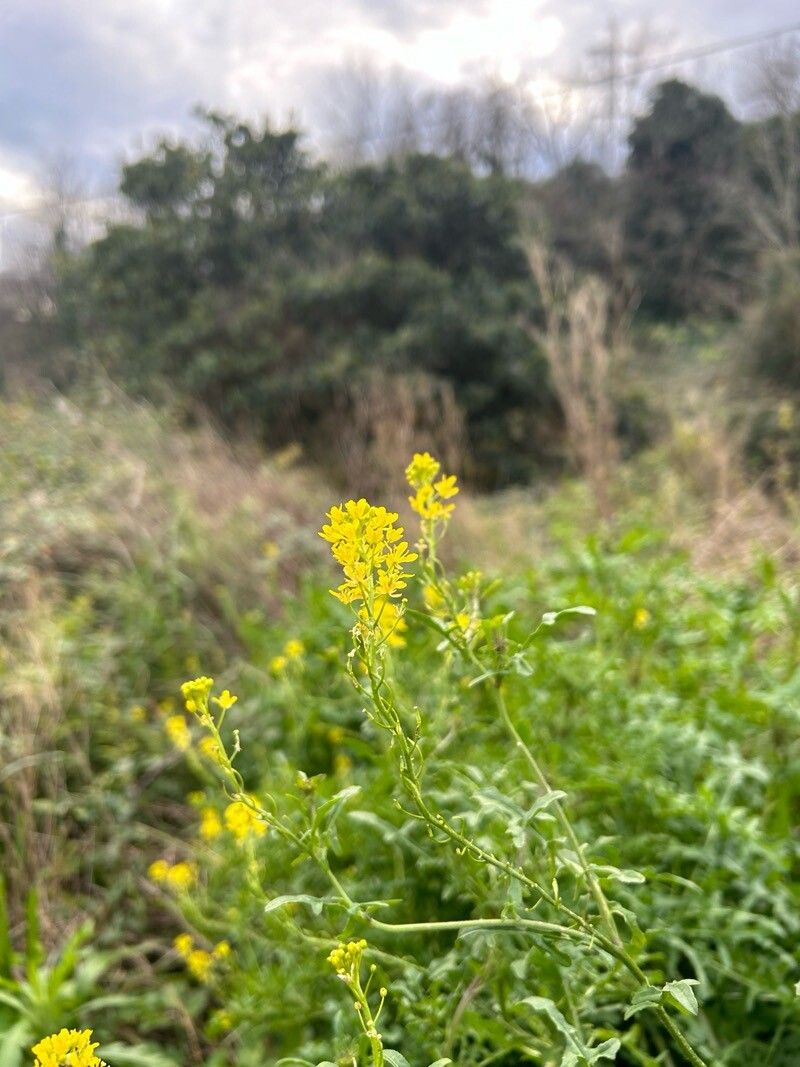 Sisymbrium loeselii (False London-rocket) (alternate view 13)