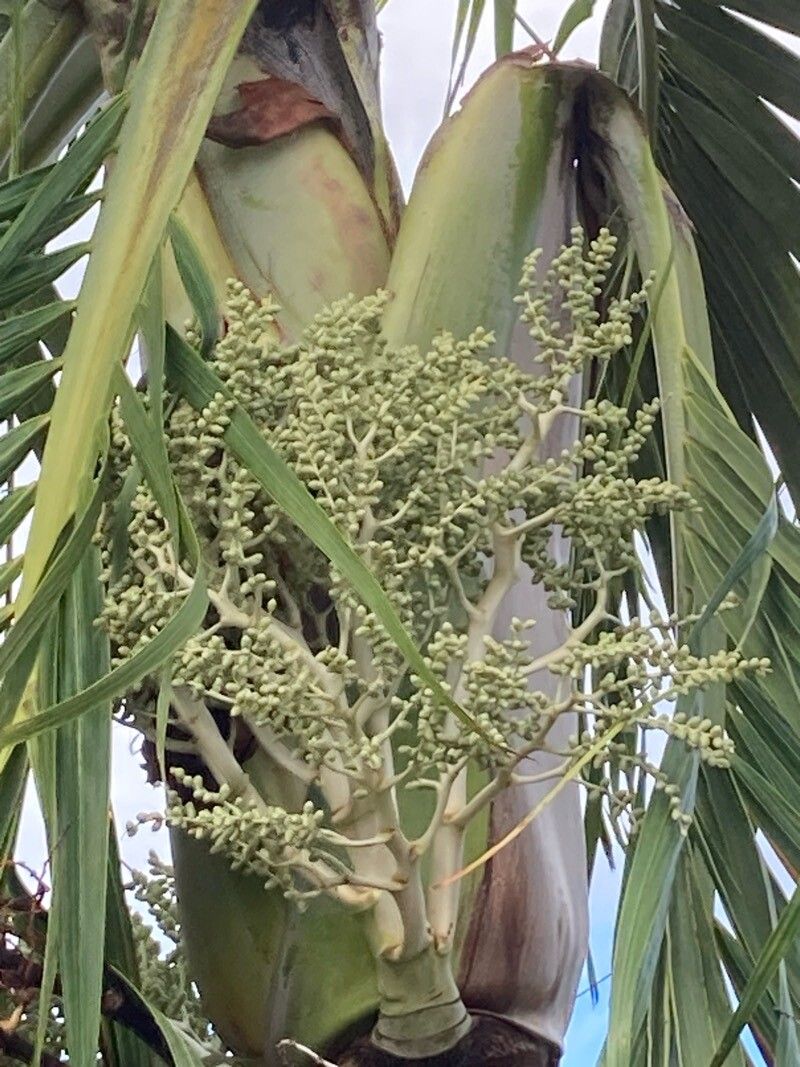 Adonidia merrillii (Christmas Palm) (alternate view 4)