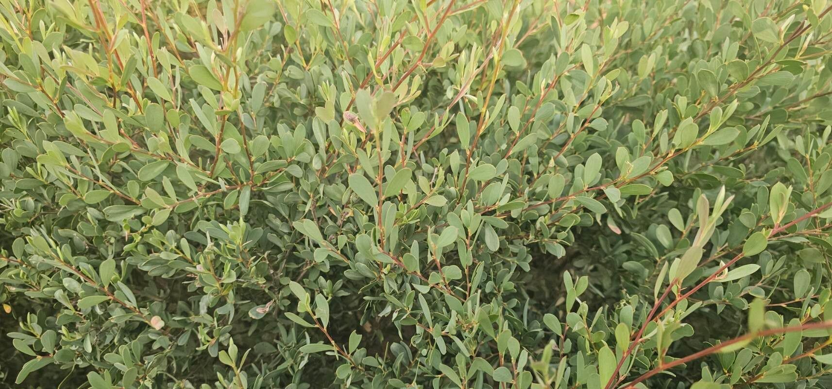 Leptospermum laevigatum, Coastal tea tree — spreading evergreen (Myrtaceae) (image 1 of 10)