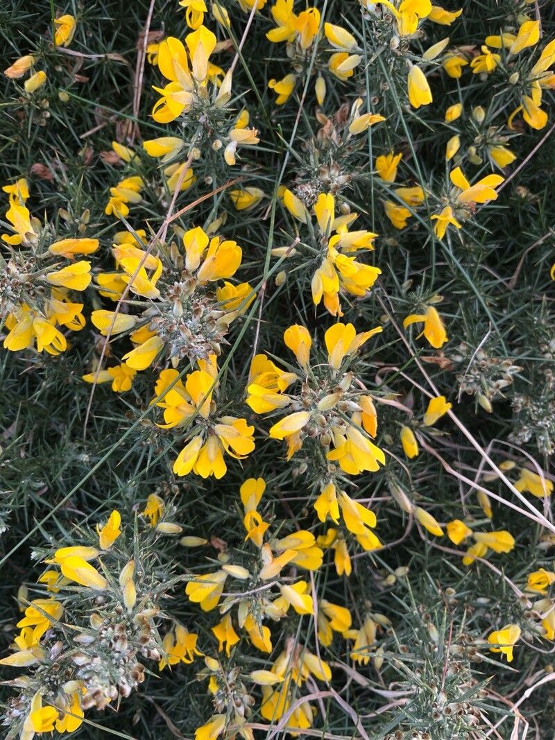 Ulex gallii (Western Gorse) (alternate view 12)