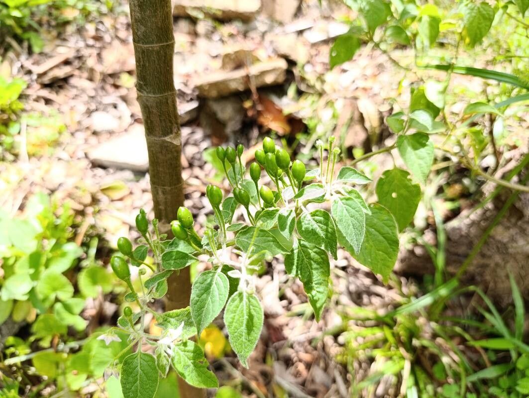 Capsicum (peppers)