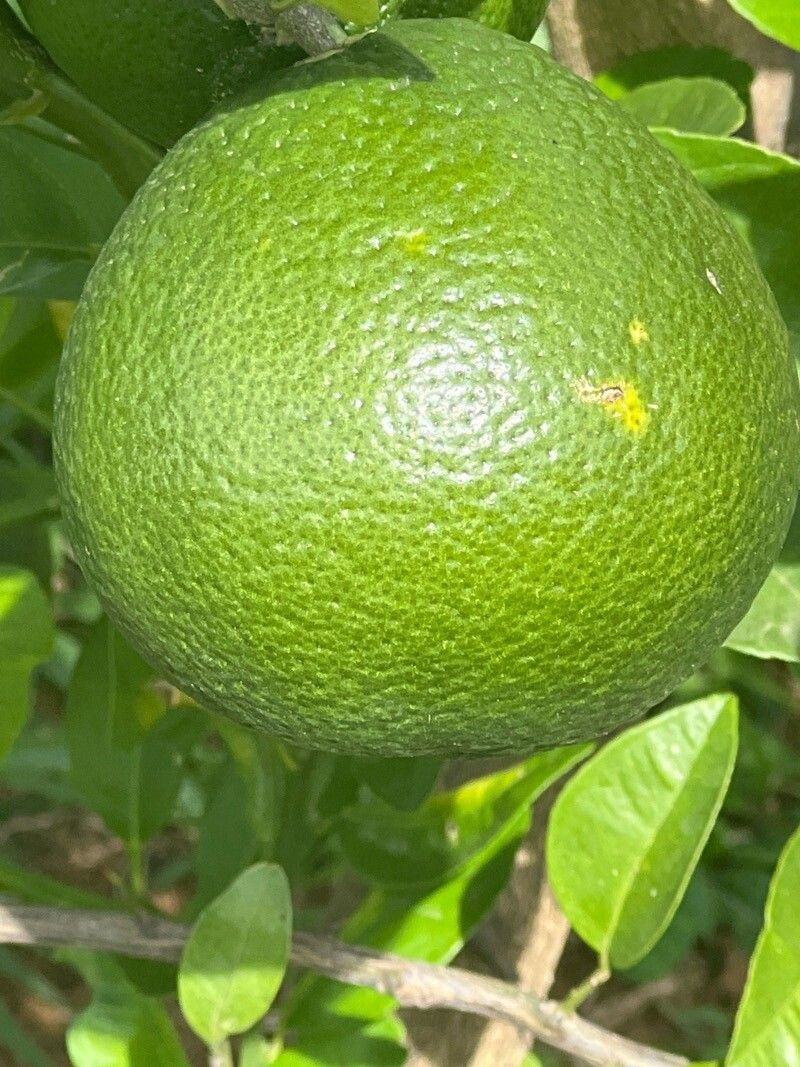 Citrus × aurantium (Orange) (alternate view 4)