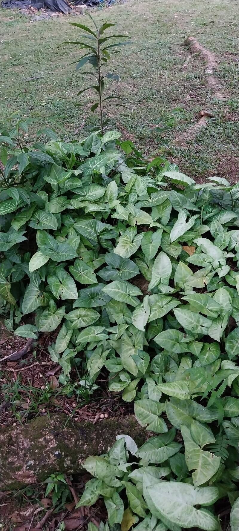 Syngonium (Arrow-head Vines)