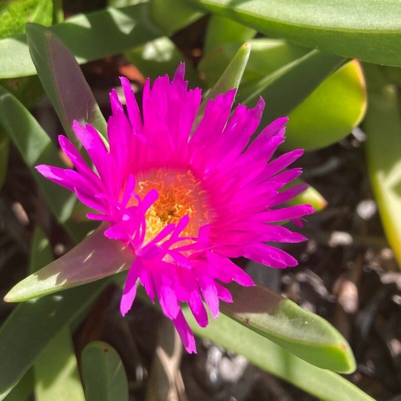 Carpobrotus glaucescens (Angular Sea-fig) (alternate view 11)