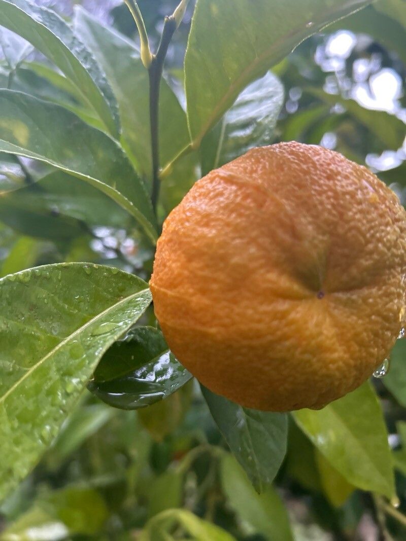 Citrus × aurantium (Orange)