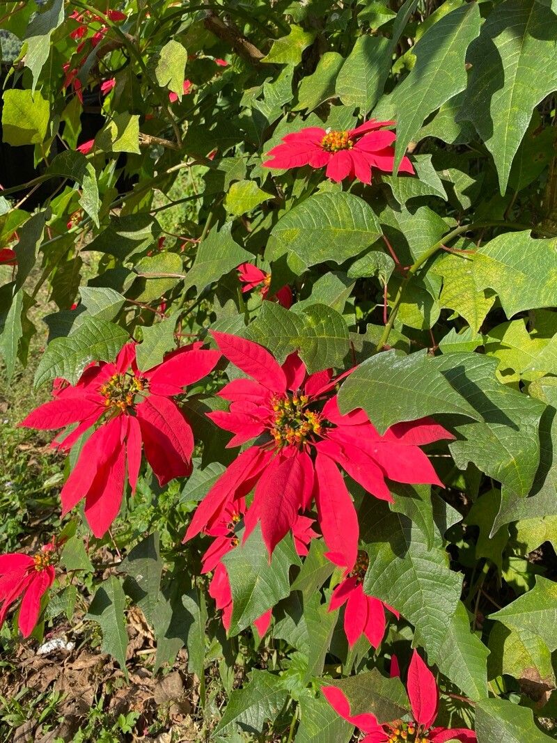 Euphorbia pulcherrima (Poinsettia) (alternate view 14)