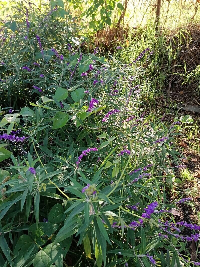 Salvia leucantha (Mexican Bush Sage) (alternate view 9)