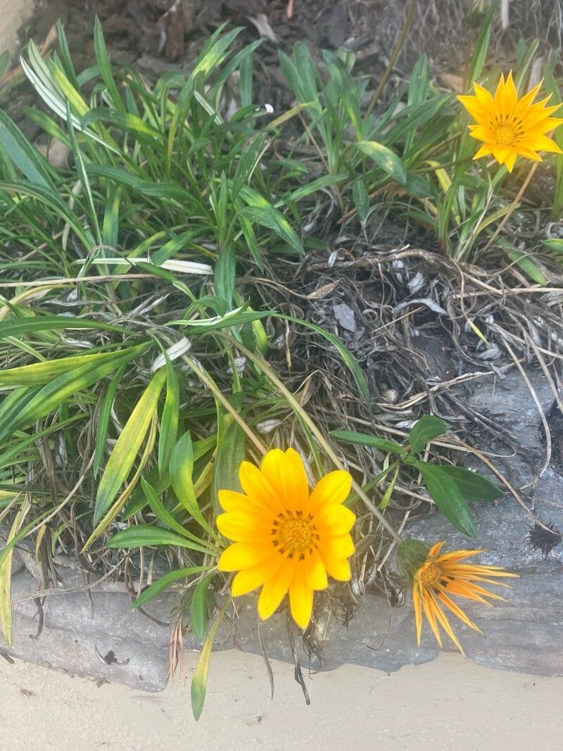 Gazania (Treasure Flowers) (alternate view 4)