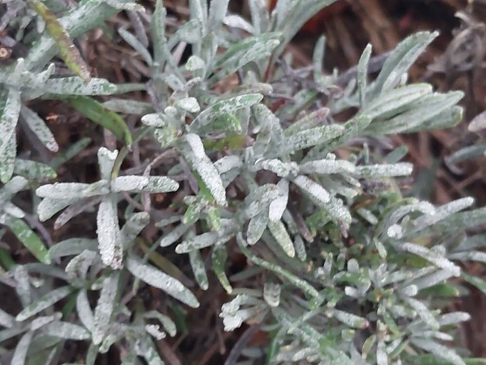 Lavandula angustifolia (English lavender) (alternate view 5)