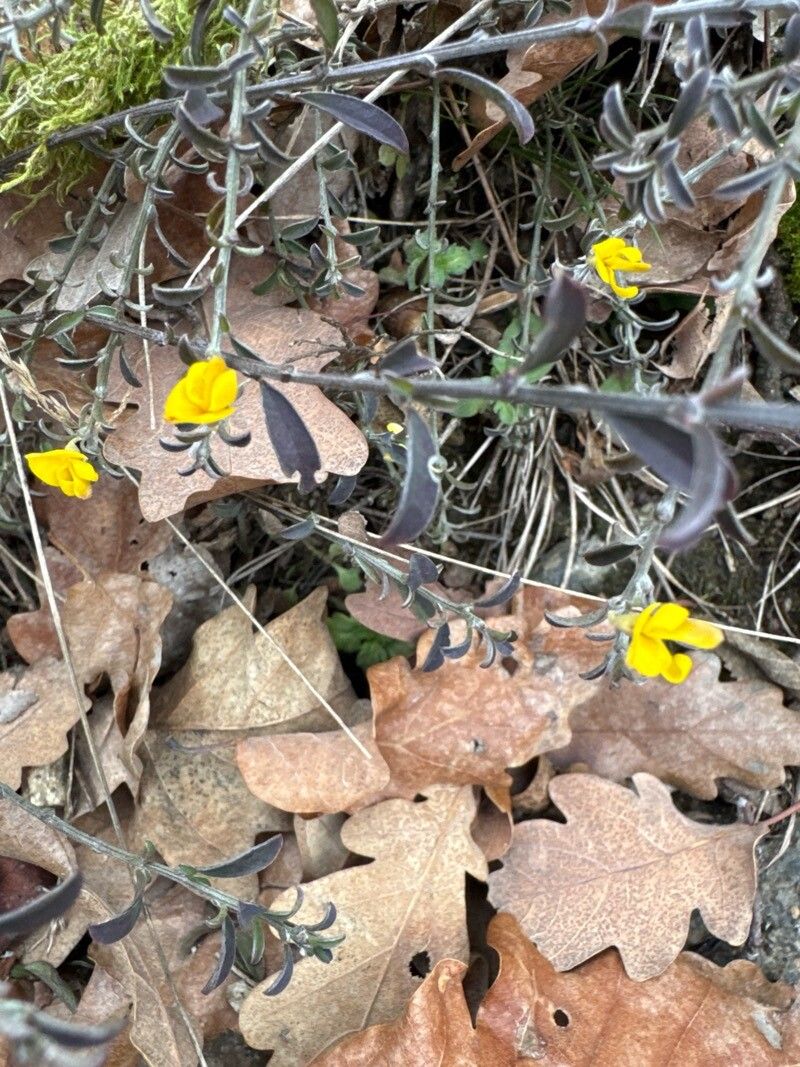 Genista pilosa (silkyleaf woadwaxen) (alternate view 12)