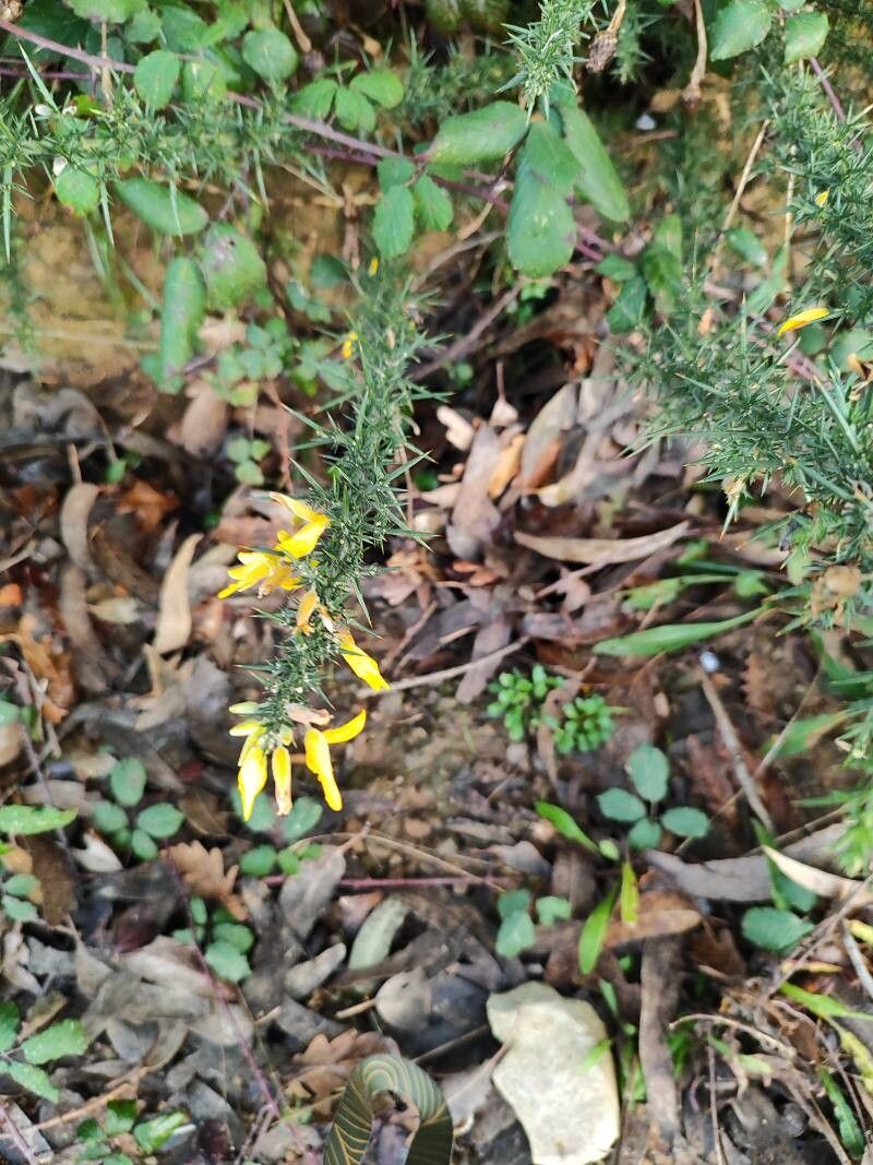 Ulex minor (Dwarf Gorse) (alternate view 13)