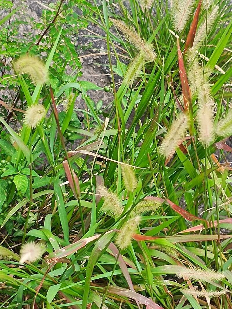 Setaria pumila (yellow foxtail) (alternate view 15)