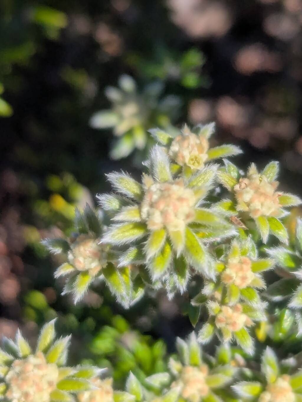 Phylica (Hardleaves)