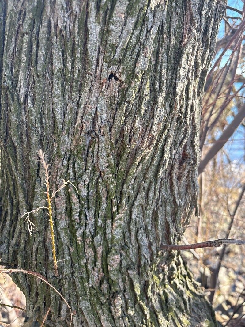 Tamarix gallica (French tamarisk) (alternate view 14)