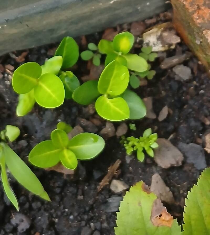 Citrus × meyeri (Meyer Lemon)