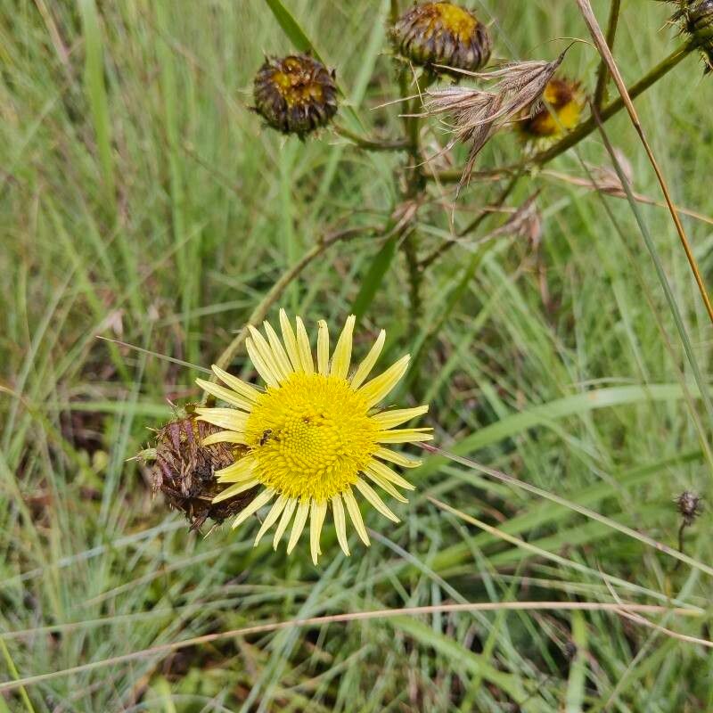 Berkheya (African Thistles)