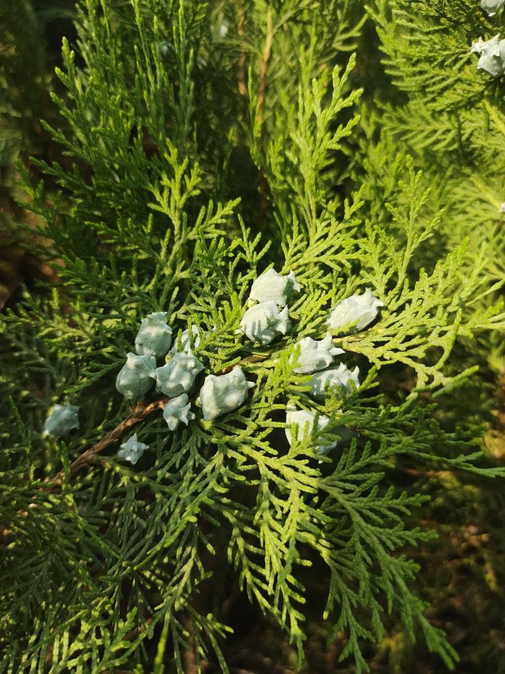 Platycladus orientalis (Oriental Arborvitae) (alternate view 3)