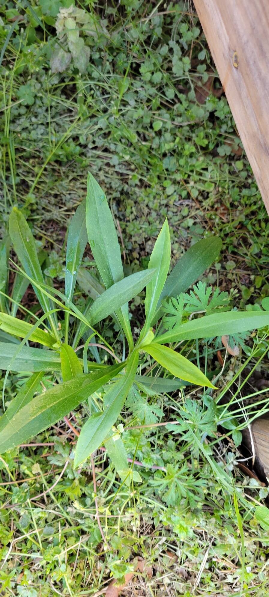 Solidago juncea (early goldenrod) (alternate view 11)