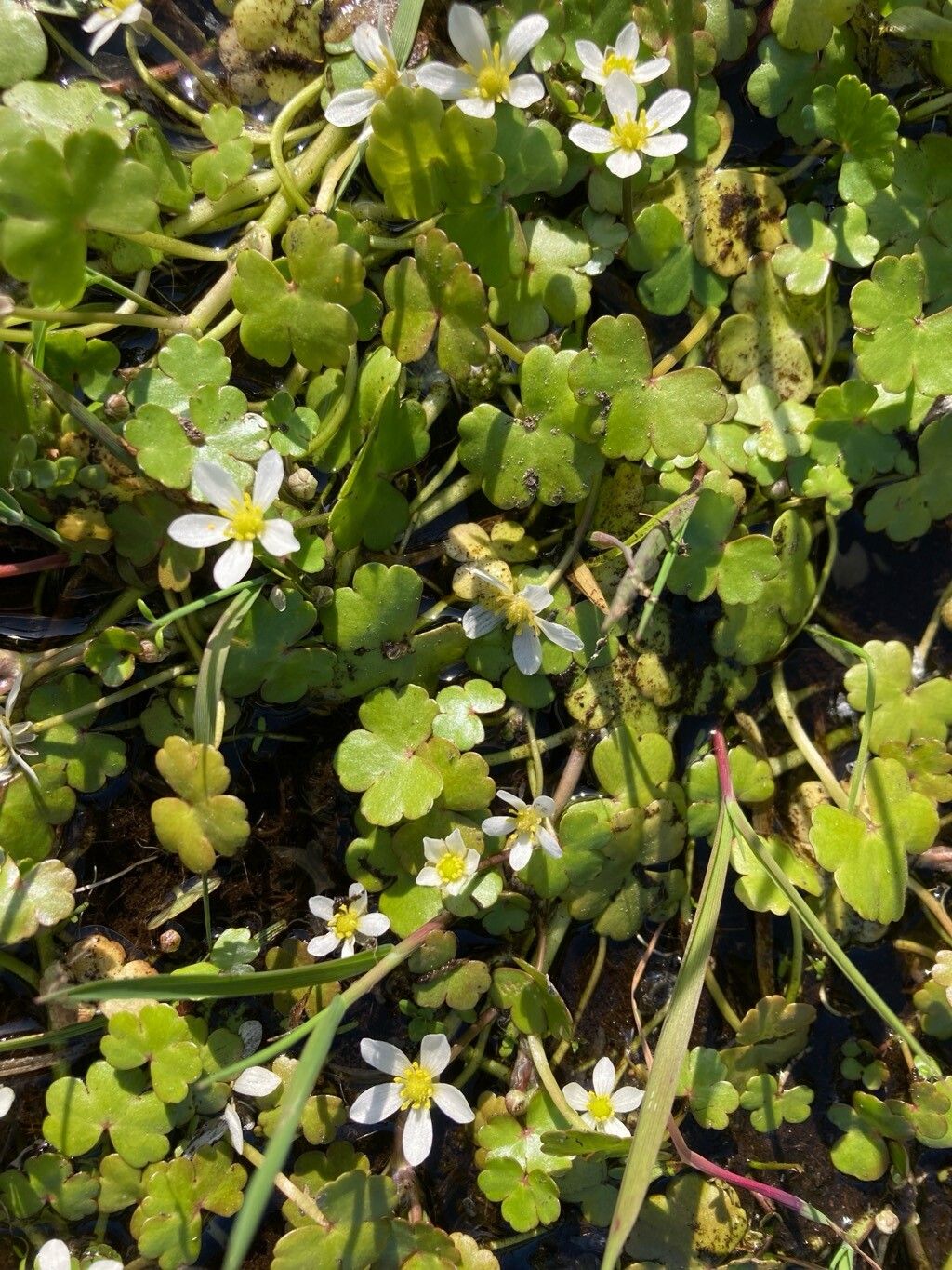 Ranunculus omiophyllus (Round-leaved Crowfoot) (alternate view 12)