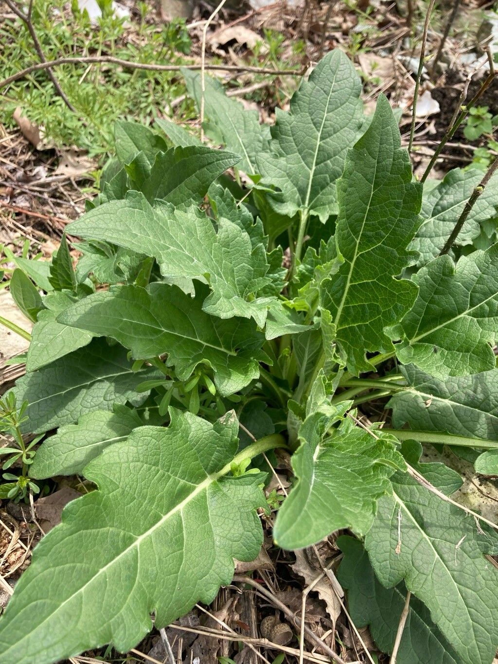 Silphium perfoliatum (cup plant) (alternate view 12)