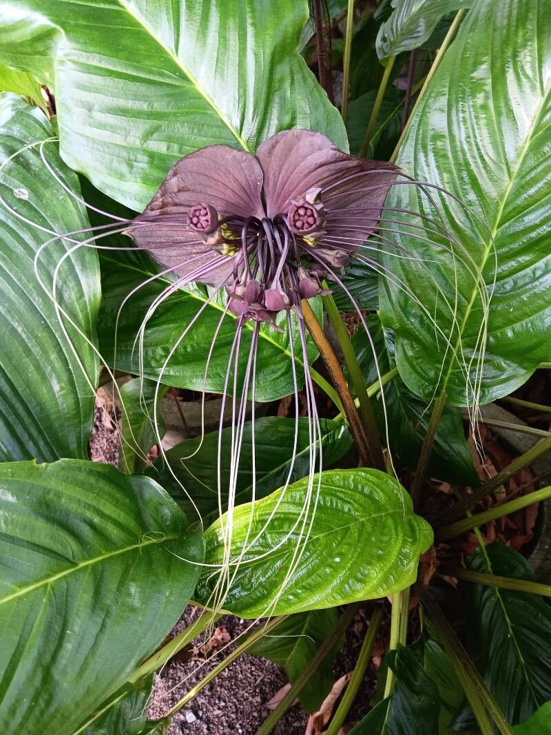 Tacca chantrieri (Black Bat Flower) (alternate view 4)