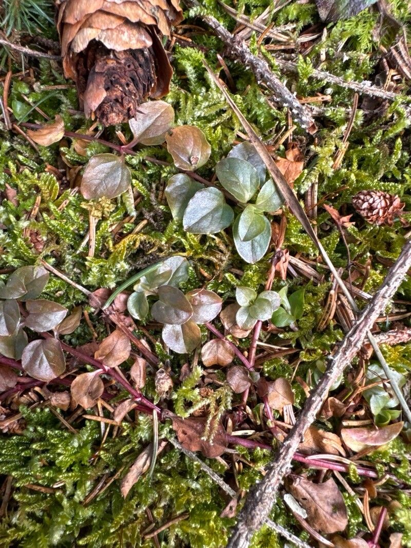 Lysimachia nemorum (Yellow Pimpernel) (alternate view 13)