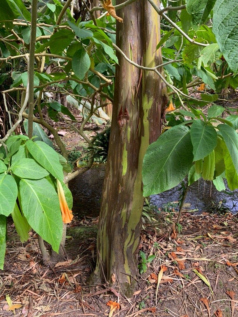 Eucalyptus deglupta (Rainbow Eucalyptus Tree) (alternate view 4)