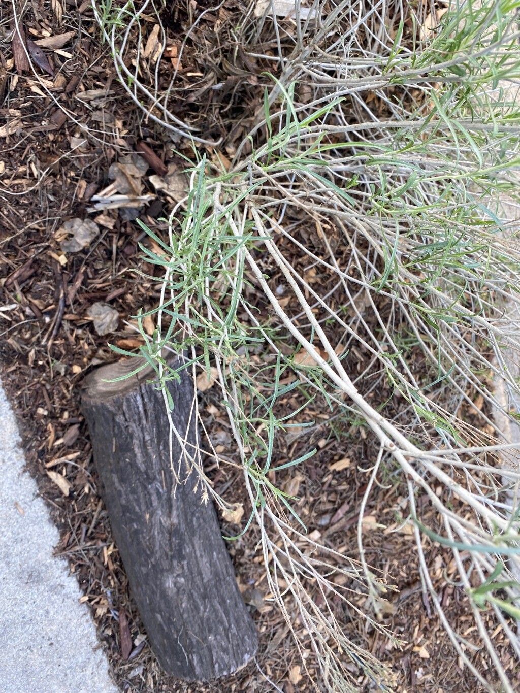 Chrysothamnus viscidiflorus (Yellow Rabbitbrush) (alternate view 9)