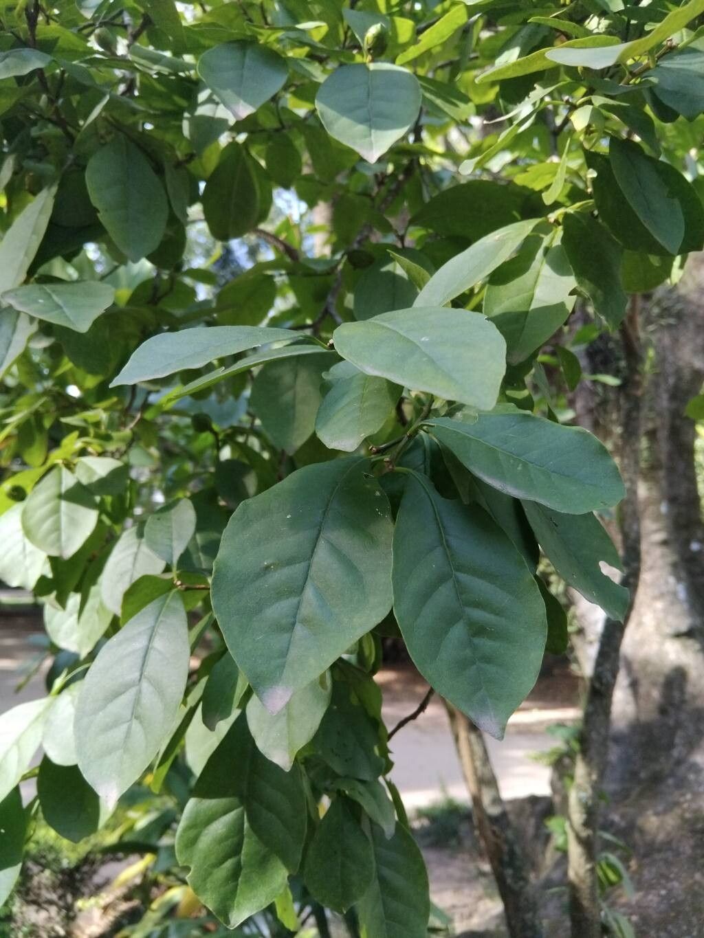 Brunfelsia (raintrees) (alternate view 2)