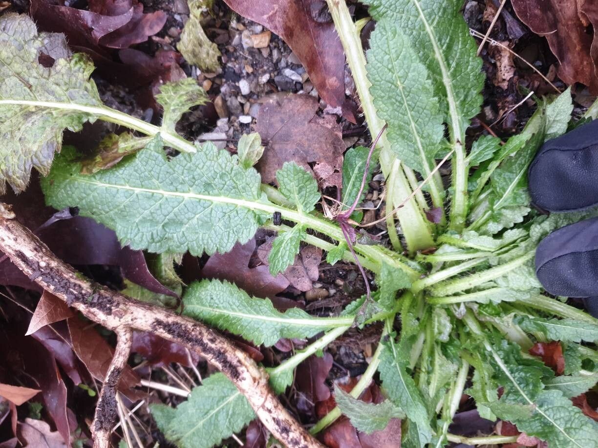 Dipsacus pilosus (small teasel) (alternate view 15)