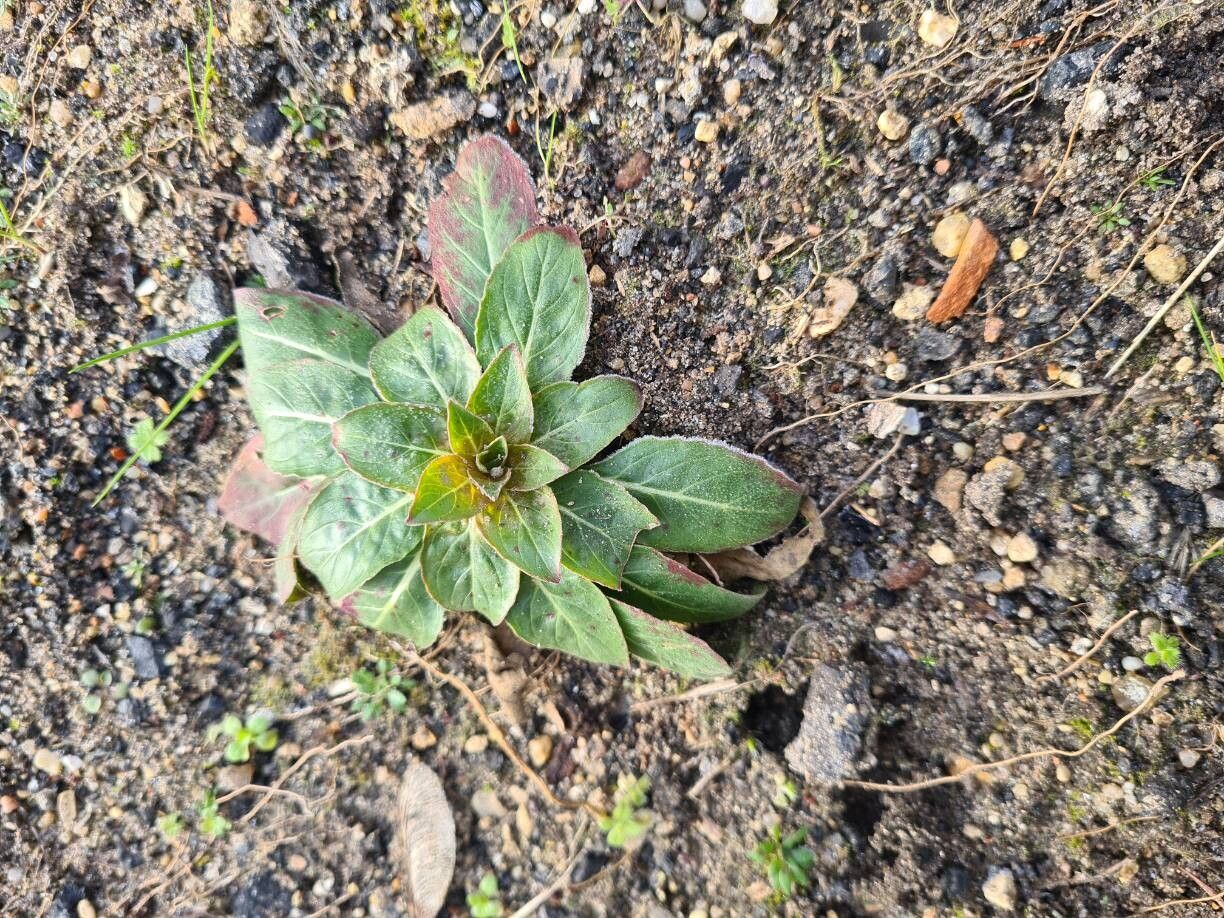 Oenothera parviflora (northern evening-primrose) (alternate view 3)