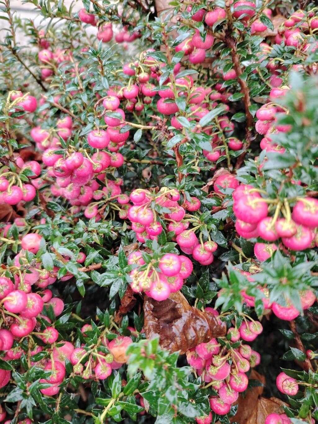 Gaultheria mucronata (Chilean pernettya) (alternate view 2)