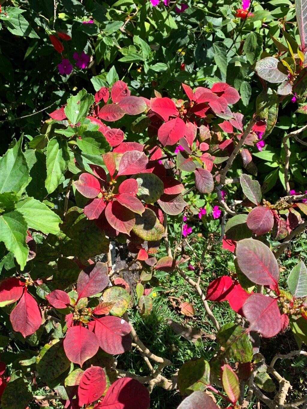 Euphorbia pulcherrima (Poinsettia) (alternate view 13)