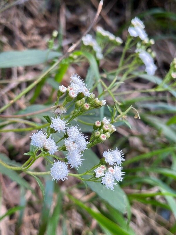 Ageratina riparia (mist flower) (alternate view 11)