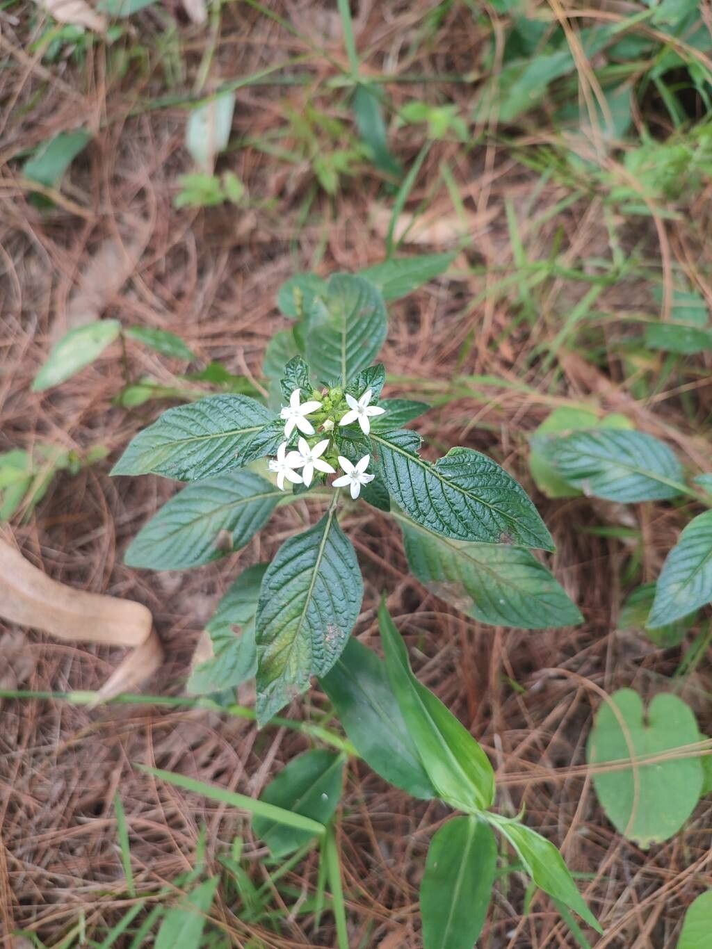 Pentas lanceolata (Egyptian Star-cluster)