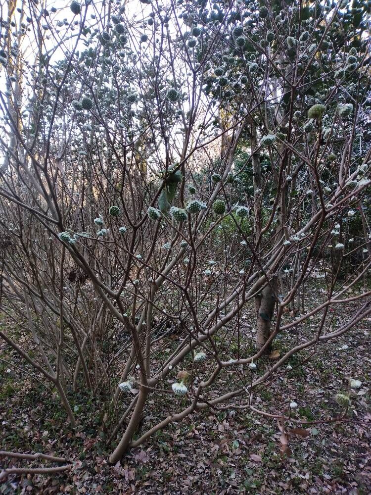 Edgeworthia chrysantha (edgeworthia, paperbush) (alternate view 2)