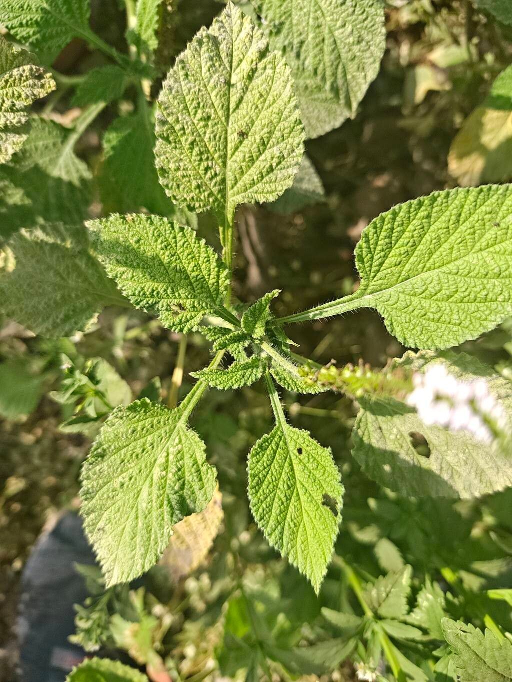 Heliotropium indicum (Indian Heliotrope)