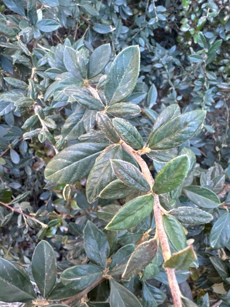 Cotoneaster franchetii (Franchet cotoneaster) (alternate view 5)